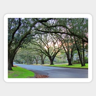 Tree Lined Street In Wilmington, NC Sticker